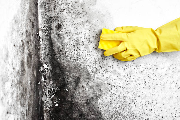 Best Mold Cleaning Services  in Kellogg, ID