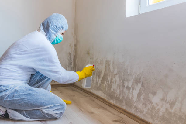 Certified Mold Removal in Kellogg, ID