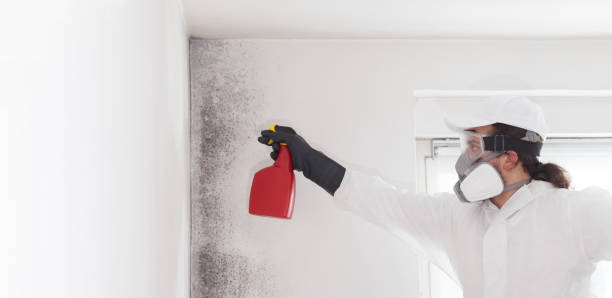 Best Mold Inspection  in Kellogg, ID