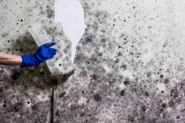 Best Fast Mold Removal  in Kellogg, ID